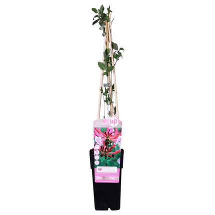 Wald – Geißblatt Lonicera periclymenum 'Serotina' Gartenpflanze Ø15cm ↕65cm – Pflanze für Garten, Balkon, Terrasse, Kübel & Beet online kaufen