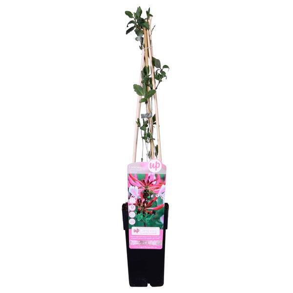 Wald – Geißblatt Lonicera periclymenum 'Serotina' Gartenpflanze Ø15cm ↕65cm – Pflanze für Garten, Balkon, Terrasse, Kübel & Beet online kaufen