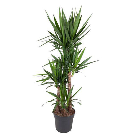 Riesen-Palmlilie – Yucca Elephantipes – Zimmerpflanze – Ø34cm – ↕180cm – Pflegeleicht & Robust – Für Innen & Außen