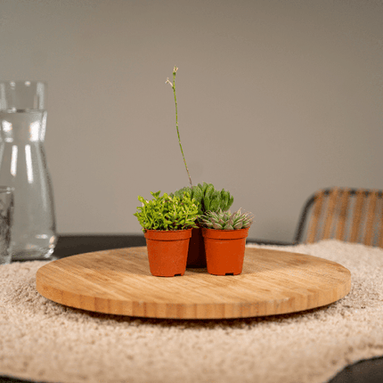 Sukkulenten Mix – 10 Pflanzen – Verschiedene Arten – Aloe Vera, Echeveria, Kalanchoe, Sedum – Zimmerpflanzen im Topf – Ø5,5cm – ↕7cm – pflegeleicht & dekorativ