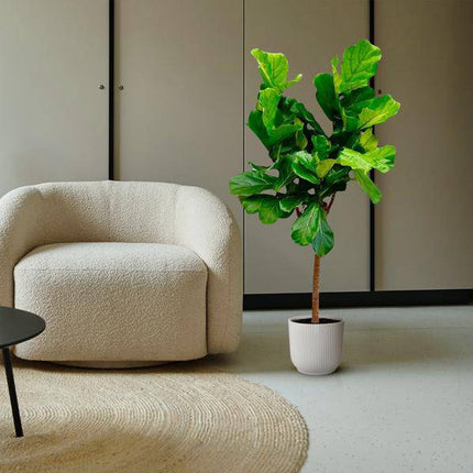 Ficus Lyrata – Echte Geigenfeige auf Stamm – Feigenbaum – 150cm – Ø30cm – Elegante Zimmerpflanze mit großen Blättern – Pflegeleichte Grünpflanze für Wohnzimmer und Büro