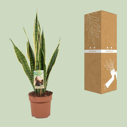 Bogenhanf – Sansevieria trifasciata Laurentii – Schwiegermutterzunge – Zimmerpflanze – Ø17cm – ↕60cm – pflegeleicht & luftreinigend