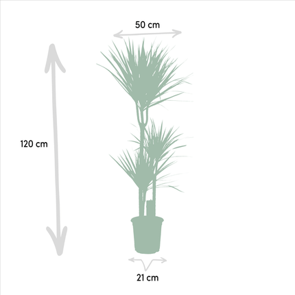 Drachenbaum Dracaena Marginata – Zimmerpflanze – Ø21cm x ↕120cm – Tropische Grünpflanze mit luftreinigend – Pflegeleicht