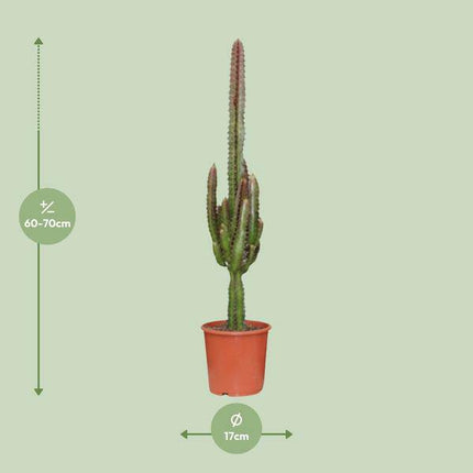 Dreikantige Wolfsmilch Euphorbia Trigona Rubra Zimmerpflanze Ø17cm ↕70cm – pflegeleichte Sukkulente für Wohnzimmer, Büro & helle Standorte kaufen