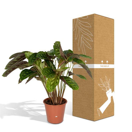 Calathea Flamestar – Pfauenpflanze – Ø19cm – ↕75cm – Exotische Zimmerpflanze mit gemusterten Blättern – Luftreinigend, pflegeleicht & dekorativ