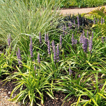 Liriope muscari 'Ingwersen' – Glöckchentraube – Immergrüne Staude mit lavendelfarbenen Blüten – Ø14cm – ↕25cm – 6 Pflanzen