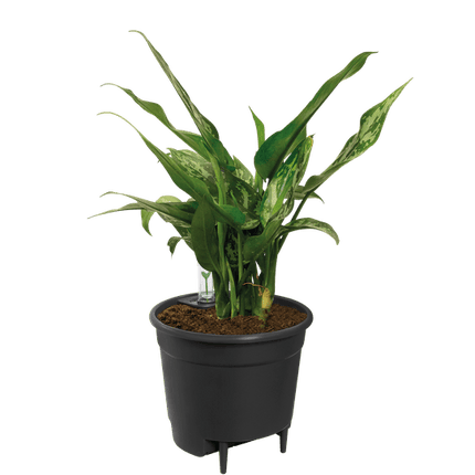 Selbstbewässernder Einsatz für Blumentöpfe – Pflanzeneinsatz mit Wasserreservoir – Ø21cm – für Zimmerpflanzen & Außentöpfe