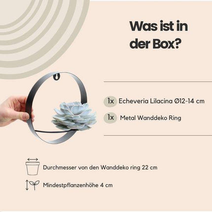Sukkulente – Echeveria lilacina ROOTLESS – Ø20cm Wanddeko-Ring Schwarz – Zimmerpflanze ohne Wurzeln – Pflegeleichte Schnitt-Sukkulente als Wanddekoration & Tischdeko