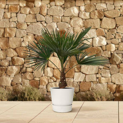 Hanfpalme – Trachycarpus 100cm – Ø21cm – Immergrüne Palme mit fächerförmigen Blättern – Exotische Kübelpflanze für Garten, Terrasse, Wintergarten & Wohnzimmer – Pflegeleicht