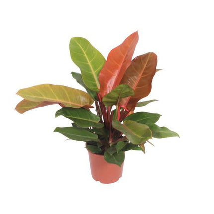 Baumfreund – Philodendron Prince of Orange – Zimmerpflanze – Ø17cm – ↕45cm – tropische Grünpflanze mit orangefarbenem Laub für Wohnzimmer & Büro