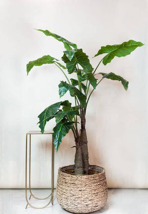 Kunstpflanze Alocasia ↕180cm – künstliche Grünpflanze für Wohnzimmer, Büro, Flur & pflegeleichte Deko