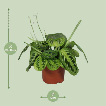 Pfeilwurz – Maranta Leuconeura Fascinator Lemon Lime – Prayer Pflanze – Zimmerpflanze – Ø12cm – ca. 30cm hoch – luftreinigende Tropenpflanze