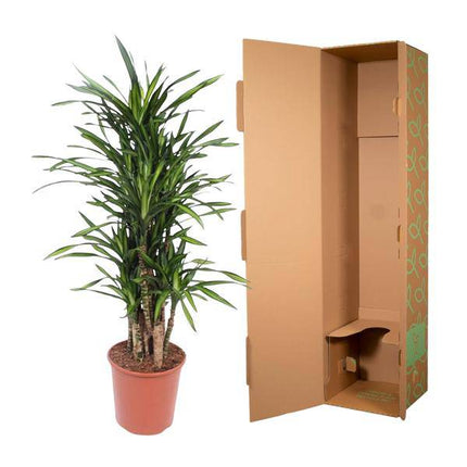 Drachenbaum Dracaena Riki – 140cm hoch – Ø30cm – Elegante Zimmerpflanze mit schmalem dunkelgrünem Blattwerk – pflegeleicht – für Zimmer & Büro