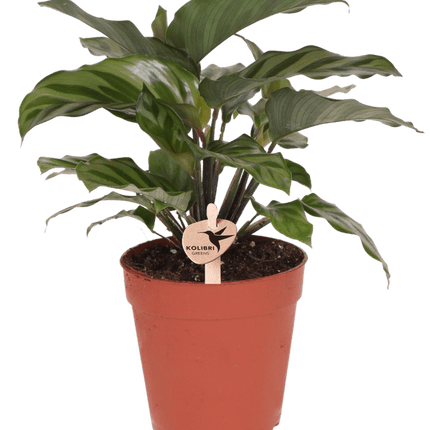 Korbmarante – Calathea – Zimmerpflanze – Ø9cm – Dekopflanze mit auffälligem Blattmuster – Pflegeleichte luftreinigende Pflanze für Wohnzimmer & Büro