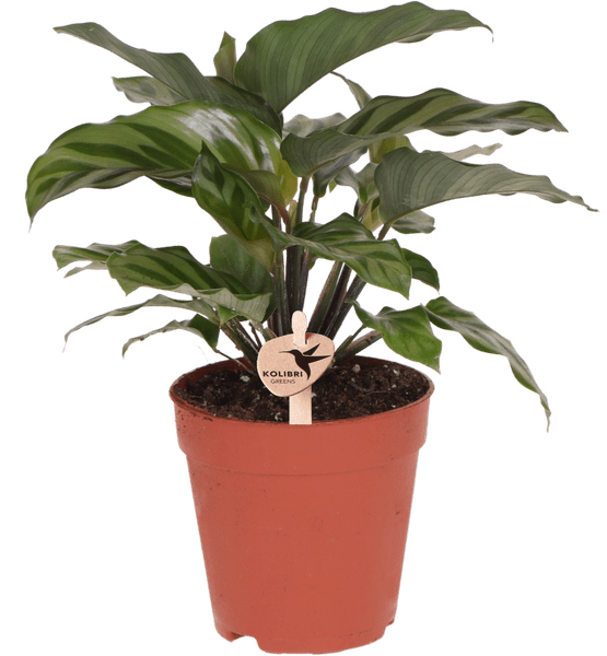 Korbmarante – Calathea – Zimmerpflanze – Ø9cm – Dekopflanze mit auffälligem Blattmuster – Pflegeleichte luftreinigende Pflanze für Wohnzimmer & Büro