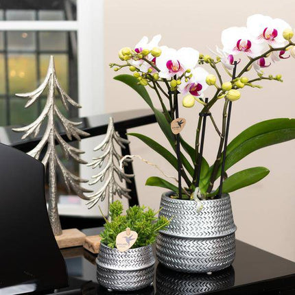 Weiße Phalaenopsis Gent – Orchidee im silbernen Groove – Dekotopf – Ø12cm – Blühende Zimmerpflanze – 2-3 Zweige – Elegante Orchidee mit Ziertopf