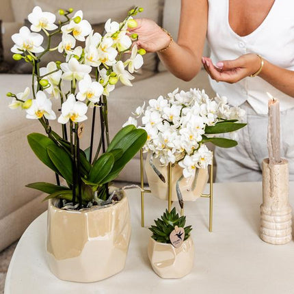 Kombi-Angebot Perlen Travertin Töpfe – 3er-Set Ø6/9/12 cm – stilvolle Keramik-Pflanzgefäße für Orchideen, Sukkulenten & Zimmerpflanzen