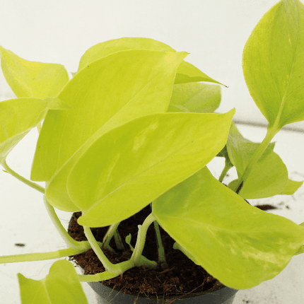 Efeutute – Epipremnum Golden Pothos Scindapsus – 4 Zimmerpflanzen – Ø12cm – ca. 15cm Höhe – pflegeleicht, luftreinigend, kletternd oder hängend