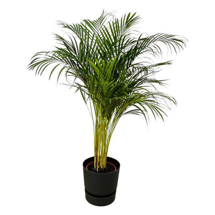 Areca Palme – Betelpalme – Zimmerpflanze ca. 130cm – ø24cm – inkl. Pflanzgefäß Greenville Schwarz D30xH28 – Tropische Zimmerpalme für Wohnzimmer, Büro & Wintergarten