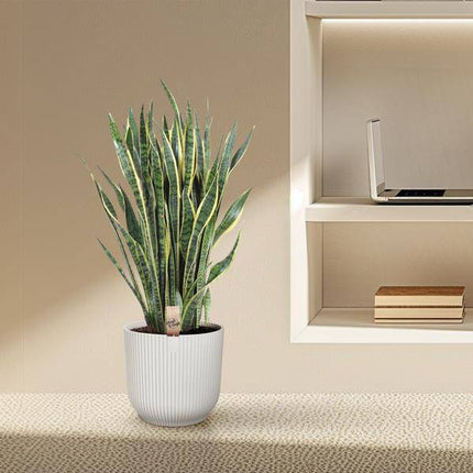 Bogenhanf – Sansevieria Laurentii – Zimmerpflanze 100cm – Ø35cm – Pflegeleichte Grünpflanze mit gelbem Rand – Luftreinigende Schlangenpflanze für Wohnzimmer, Büro & Schlafzimmer
