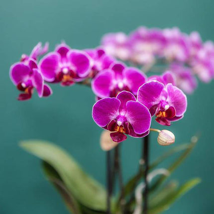 Phalaenopsis Orchideen Morelia Lila – 4 Orchideen – Zimmerpflanze Ø9cm – Orchideen mit 2-3 Blütenstielen – exotische Blütenpracht für Zuhause & Büro
