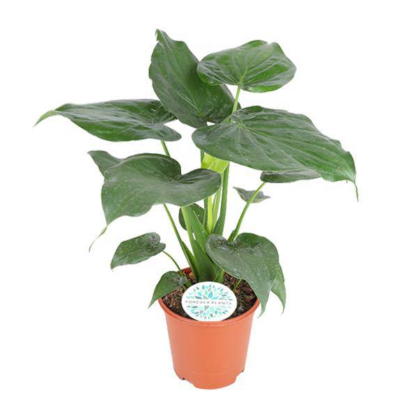 Elefantenohr Alocasia Cucullata Zimmerpflanze Ø21cm ↕80cm – pflegeleichte Grünpflanze für Wohnzimmer, Büro & helle Standorte kaufen