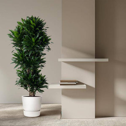 Drachenbaum – Dracaena Compacta 140cm – Ø31cm – Zimmerpflanze mit dunkelgrünen glänzenden Blättern – Elegante pflegeleichte Grünpflanze für Wohnzimmer, Büro & Wintergarten