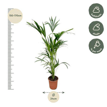 Kentia – Palme – Howea forsteriana – Zimmerpflanze – 160cm – Ø24cm – elegante Grünpflanze für Wohnzimmer, Büro & Wintergarten – pflegeleichte Palme