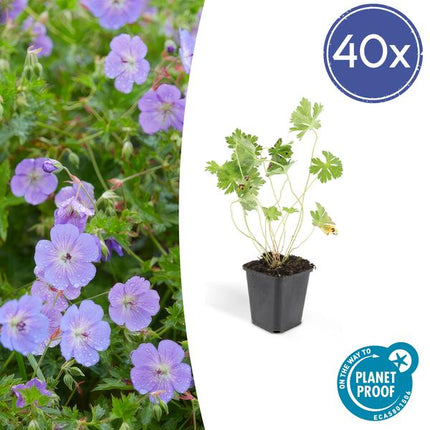 Storchschnabel Geranium Rozanne – ↕10-25cm – Ø9cm – 40 Pflanzen – Lila Blühwunder – Robuster Bodendecker – Lange Blütezeit – Für Sonne & Halbschatten