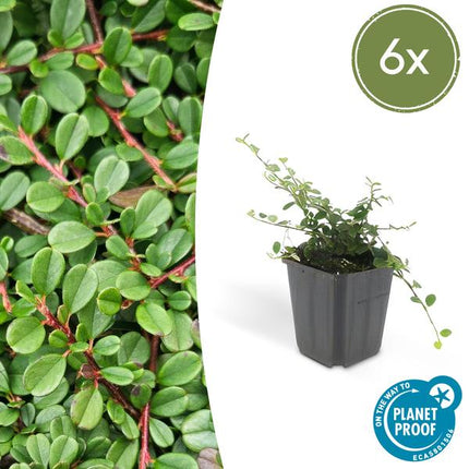 Zwergmispel Cotoneaster pro 'Streib’s Findling' – 6 Pflanzen – ↕10-25cm – Ø9cm – Bodendecker mit Blüten & Beeren – Pflegeleicht & sonnig/schattig