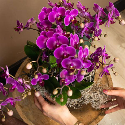 Phalaenopsis Orchidee Lilac Morelia – Zimmerpflanze – Ø9cm – Fliederfarbene Blütenpracht