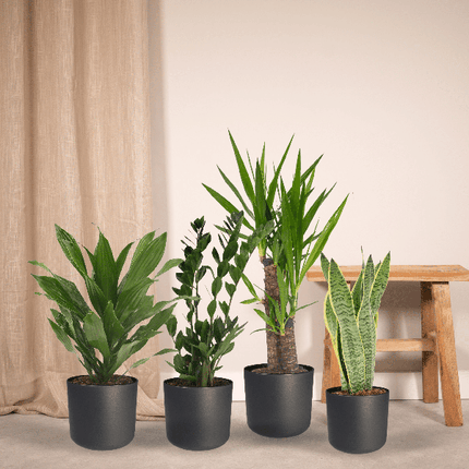 Pflanzkasten Easy – 4 pflegeleichte Zimmerpflanzen – Sansevieria, Yucca, Zamioculcas & Dracaena – Verschiedene Höhen 40-85cm – Ø14 – Ø17