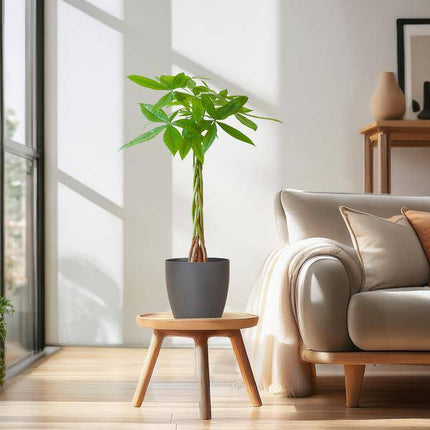 Pachira Aquatica 80cm – Glückskastanie Geldbaum Zimmerpflanze Ø21cm – pflegeleichte Pflanze mit geflochtenem Stamm im nachhaltigen Viber Grau Topf – dekorative luftreinigende Zimmerpflanze