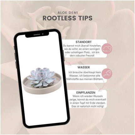 Sukkulente – Echeveria lilacina ROOTLESS – Ø20cm Schale „Taupe“ – Zimmerpflanze ohne Wurzeln – Pflegeleichte Schnitt-Sukkulente als Tischdeko & Geschenkidee