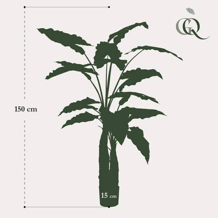 Kunstpflanze Alocasia – Elefantenohr – 150cm – Hochwertige künstliche Pflanze mit großen naturgetreuen Blättern & weißer Maserung – Immergrüne Dekopflanze für Wohnzimmer, Büro & Innenräume – Pflegefrei & haustierfreundlich