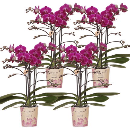Phalaenopsis Orchideen Morelia Lila – 4 Orchideen – Zimmerpflanze Ø9cm – Orchideen mit 2-3 Blütenstielen – exotische Blütenpracht für Zuhause & Büro