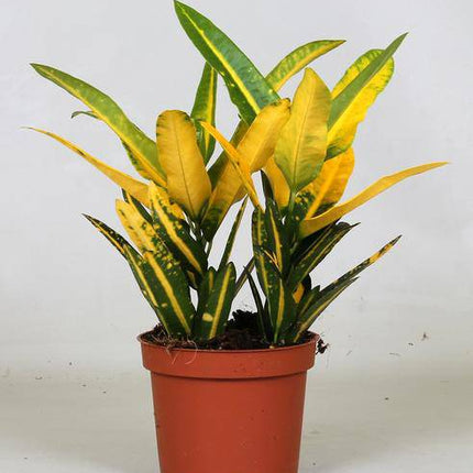 Wunderstrauch – Croton Sunny Star – Zimmerpflanze – Ø12cm – 30cm hoch – farbenfrohe Blattschmuckpflanze – pflegeleichte exotische Grünpflanze für Wohnzimmer & Büro