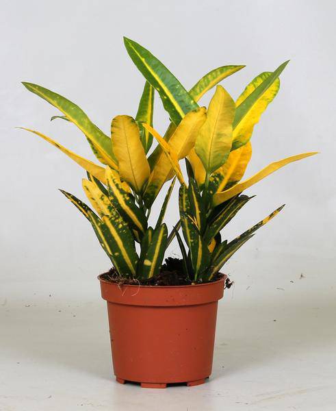 Wunderstrauch – Croton Sunny Star – Zimmerpflanze – Ø12cm – 30cm hoch – farbenfrohe Blattschmuckpflanze – pflegeleichte exotische Grünpflanze für Wohnzimmer & Büro