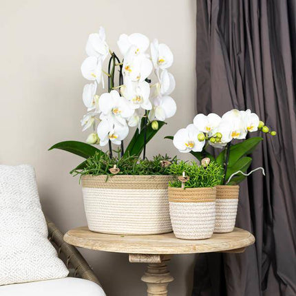 Phalaenopsis Orchidee Weiß Niagara Fall – Ø12cm – ca. 55–60cm hoch – Blühende Zimmerpflanze mit großen Blüten – Elegante Orchidee als Deko & Geschenkidee