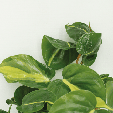 Baumfreund – Philodendron scandens „Brasil“ – 4 Pflanzen – Ø12cm – Höhe ca. 15cm – Pflegeleichte Zimmerpflanzen – Rank- & Hängepflanzen mit zweifarbigem Blattmuster