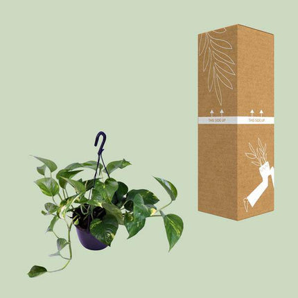 Gefleckte Efeutute Scindapsus Pictus Trebie – Ø15cm – ↕30cm – Dekorative & pflegeleichte Zimmerpflanze – Luftreinigende Rankpflanze für Wohnzimmer & Büro