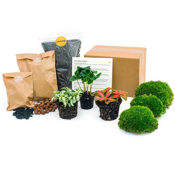 Flaschengarten Starterset Coffea Arabica – Pflanzenterrarium mit Kaffeepflanze, Fittonia Weiß & Rot – Schritt – für – Schritt Pflegeplan