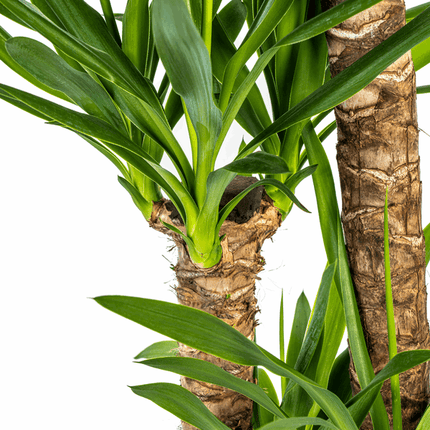 Yucca Elephantipes – Riesen-Palmlilie – Zimmerpflanze Ø24cm ↕120-140cm – Robust & pflegeleicht – Schwertförmige Blätter – Modernes Design