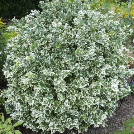 Spindelstrauch Euonymus fortunei 'Emerald 'n Gaiety' – 12 Pflanzen – ↕10-25cm – Ø9cm – Silberbunte Blätter – Bodendecker, Hecke & Solitär