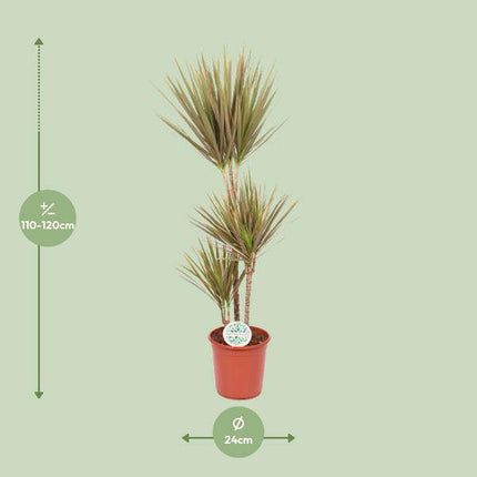 Drachenbaum Dracaena Bicolor – Ø24cm – ↕115cm – Exotische Zimmerpflanze – Luftreinigend & Pflegeleicht
