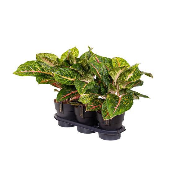 Kolbenfaden – Aglaonema Frühling Rot – Zimmerpflanze – Ø19cm – ca. 60cm hoch – dekorative pflegeleichte Pflanze für Wohnung & Büro
