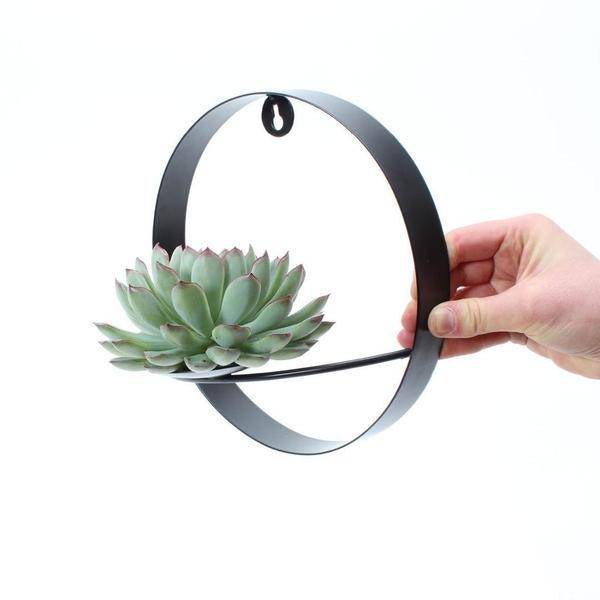 Sukkulente Echeveria Pulidonis – Rootless Schnitt-Sukkulente – Ø12-14cm Rosette im schwarzen Wanddeko Ring Ø20cm – Pflegeleichte Zimmerdeko & Geschenkidee
