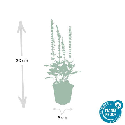 Blüten – Salbei Salvia nemorosa 'Ostfriesland' – ↕10-25cm – Ø9cm – 12 Pflanzen – Lila Blüten von Mai – Juni – Pflegeleichte Staude für Garten & Beete