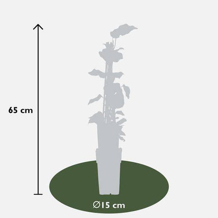 Bunter Efeu Hedera algeriensis ‘Gloire de Marengo’ Kletterpflanze Ø15cm ↕65cm – winterharte Pflanze für Garten, Balkon, Terrasse, Kübel & Beet