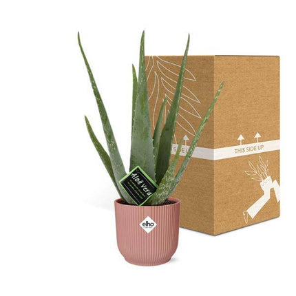 Echte Aloe – Aloe Vera – Zimmerpflanze – ca. 12cm Höhe – Ø14cm Rosa Vibes Falten Topf – pflegeleichte Sukkulente mit luftreinigender Wirkung